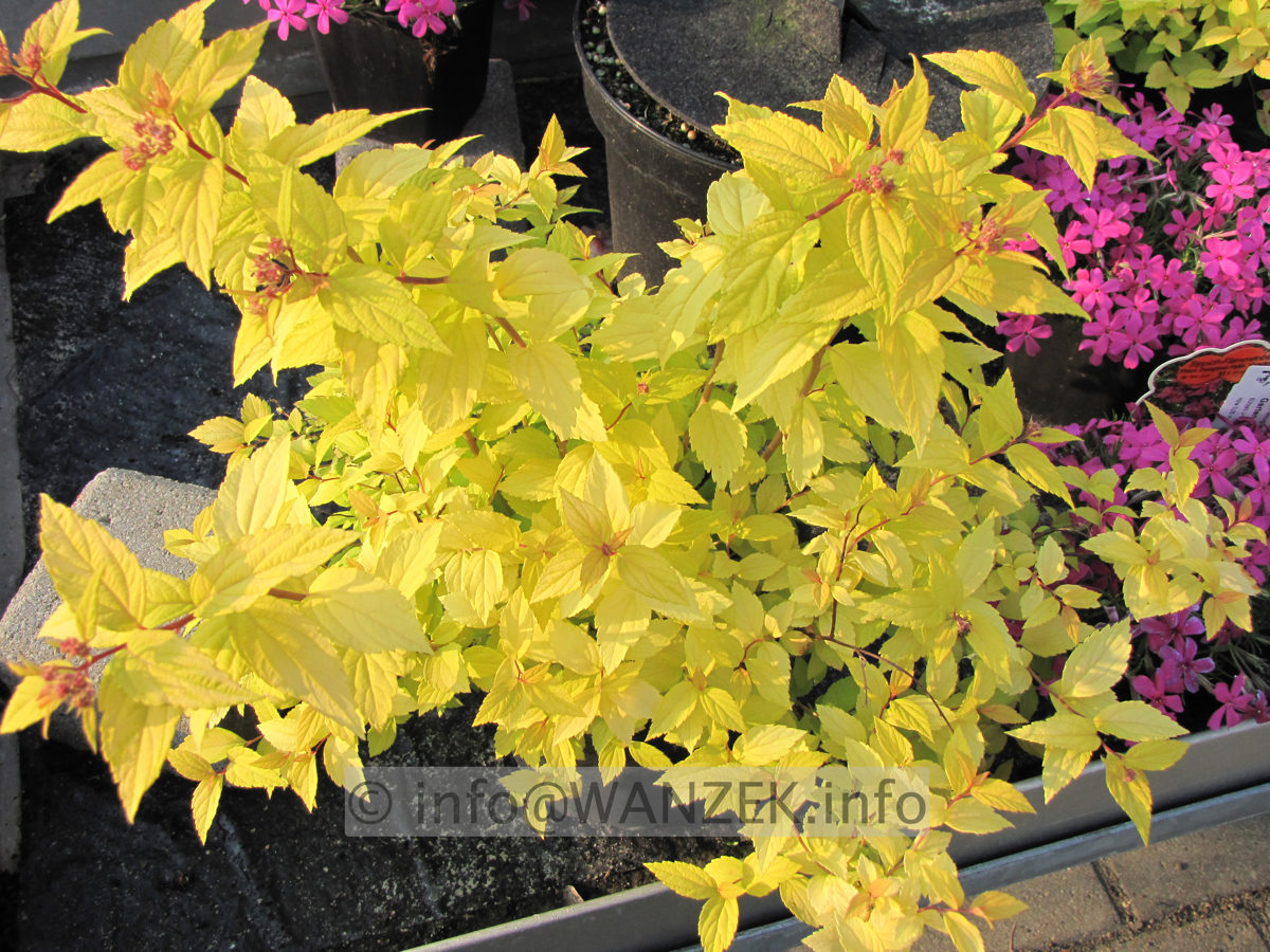 Spiraea japonica Goldflame 05.JPG